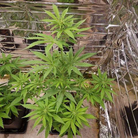 Lsd v1 growlog timeline photo