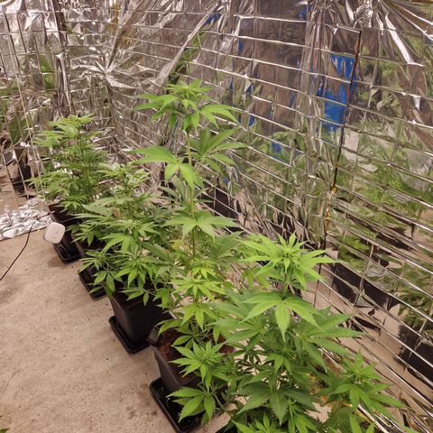 Lsd v1 growlog timeline photo