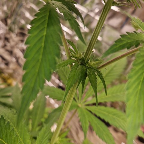Lsd v1 growlog timeline photo