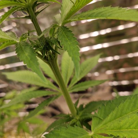 Lsd v1 growlog timeline photo