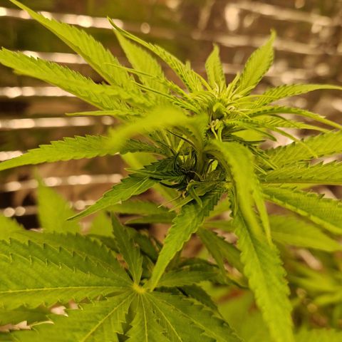 Lsd v1 growlog timeline photo