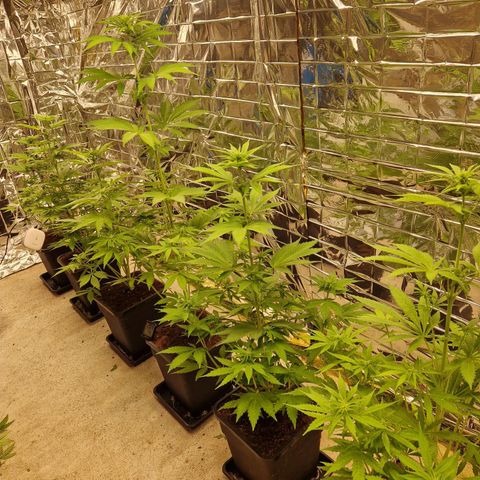 Lsd v1 growlog timeline photo