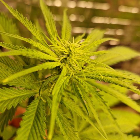 Lsd v1 growlog timeline photo