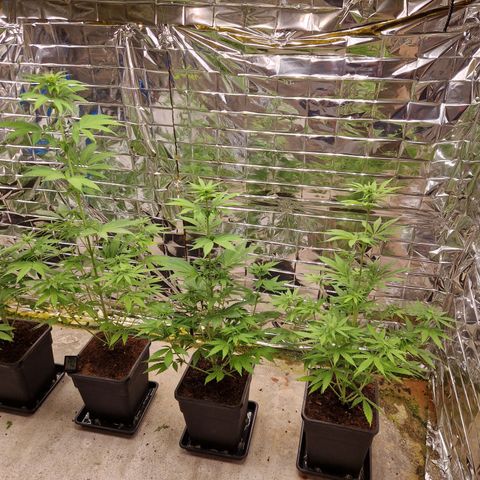 Lsd v1 growlog timeline photo