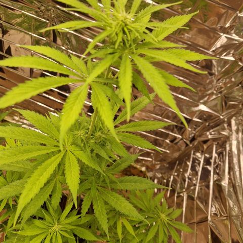 Lsd v1 growlog timeline photo