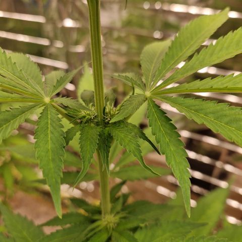 Lsd v1 growlog timeline photo