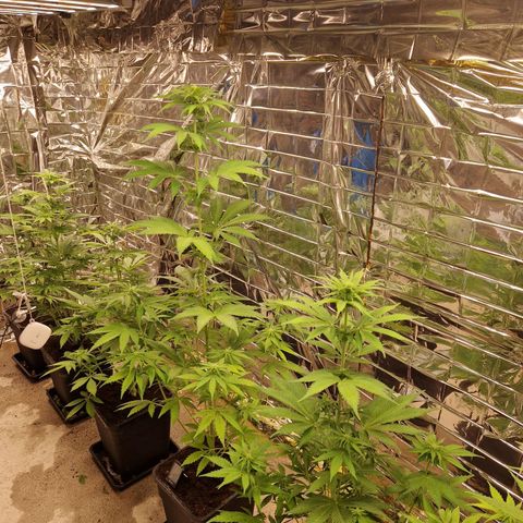 Lsd v1 growlog timeline photo
