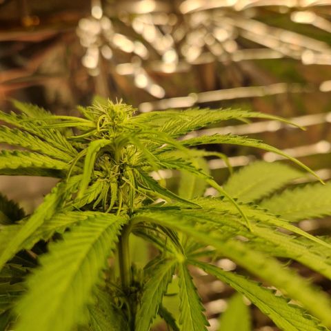 Lsd v1 growlog timeline photo