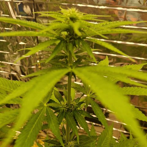 Lsd v1 growlog timeline photo