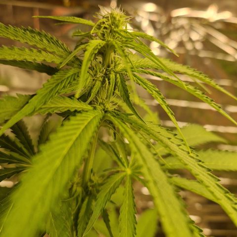 Lsd v1 growlog timeline photo