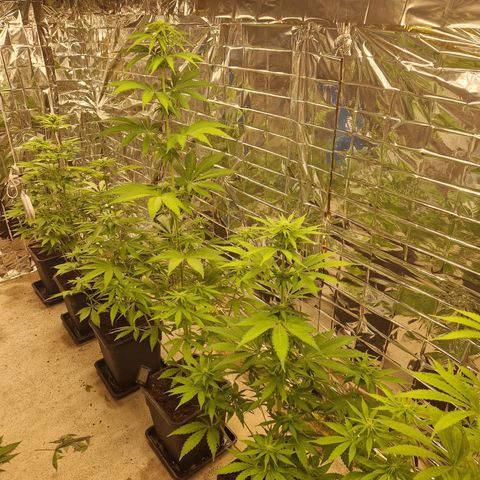 Lsd v1 growlog timeline photo