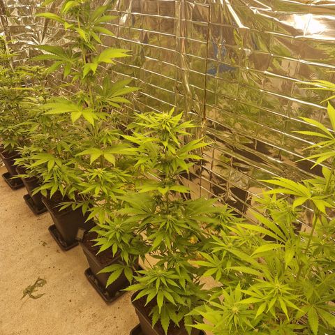 Lsd v1 growlog timeline photo