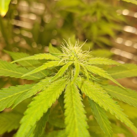 Lsd v1 growlog timeline photo