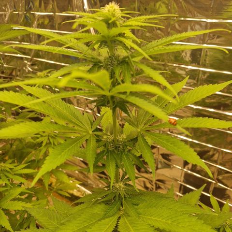 Lsd v1 growlog timeline photo