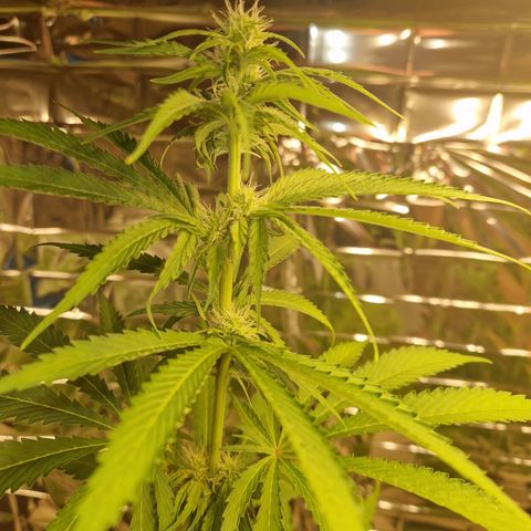 Lsd v1 growlog timeline photo