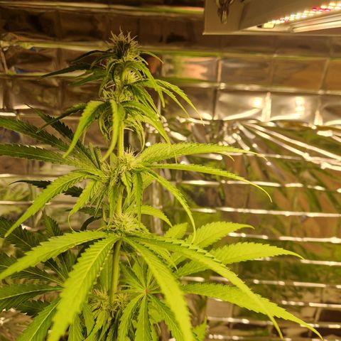 Lsd v1 growlog timeline photo