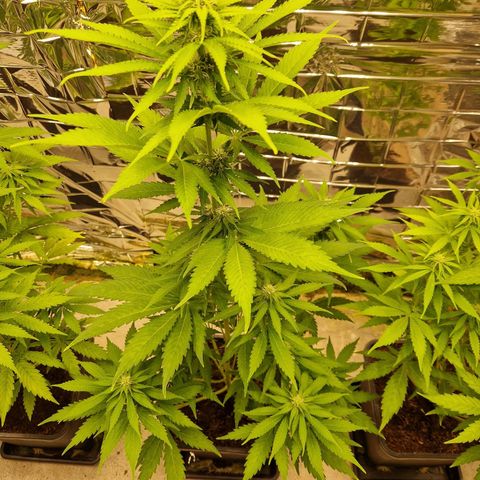 Lsd v1 growlog timeline photo