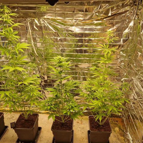 Lsd v1 growlog timeline photo