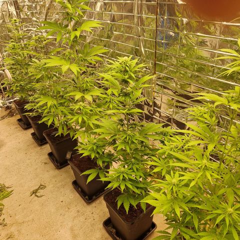Lsd v1 growlog timeline photo