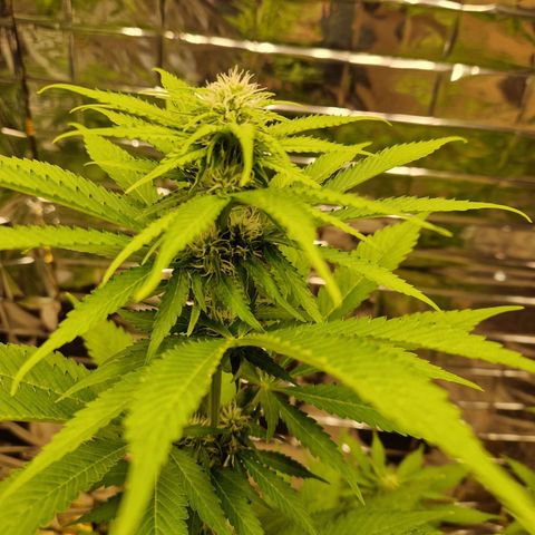 Lsd v1 growlog timeline photo