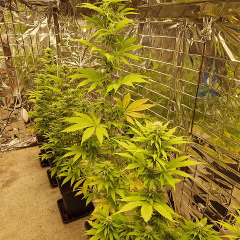 Lsd v1 growlog timeline photo