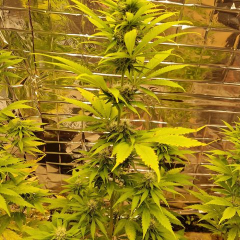 Lsd v1 growlog timeline photo