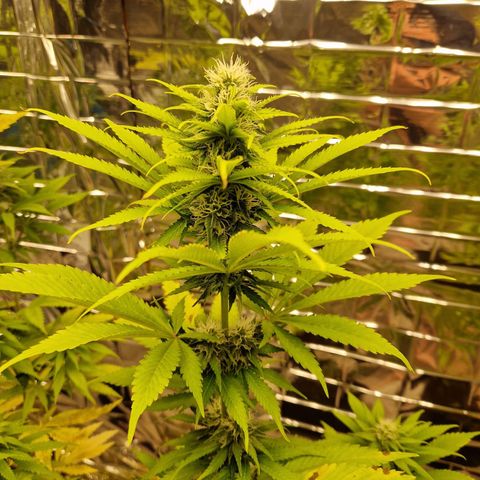 Lsd v1 growlog timeline photo