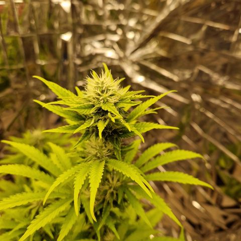 Lsd v1 growlog timeline photo