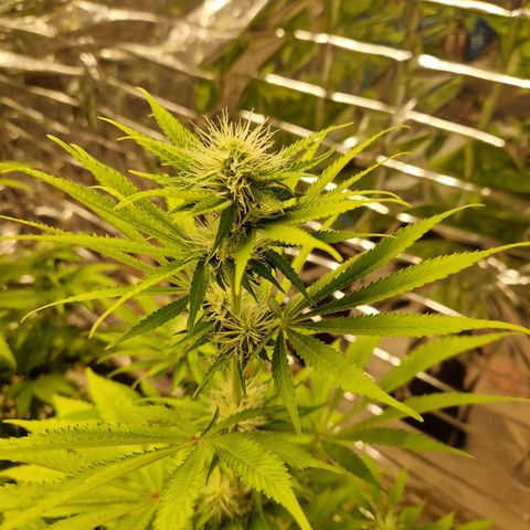 Lsd v1 growlog timeline photo