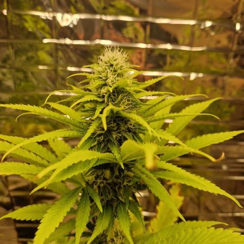 Lsd v1 growlog timeline photo