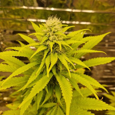 Lsd v1 growlog timeline photo