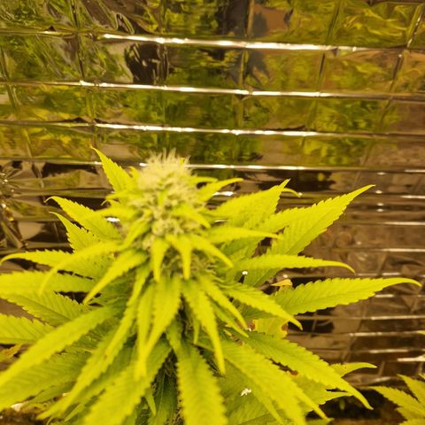 Lsd v1 growlog timeline photo