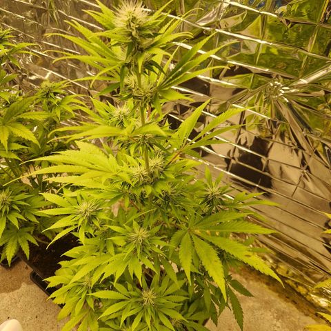 Lsd v1 growlog timeline photo