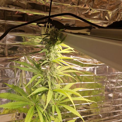 Lsd v1 growlog timeline photo