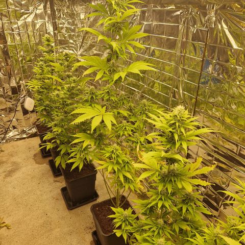Lsd v1 growlog timeline photo