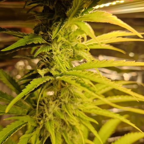 Lsd v1 growlog timeline photo