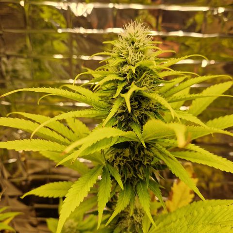 Lsd v1 growlog timeline photo