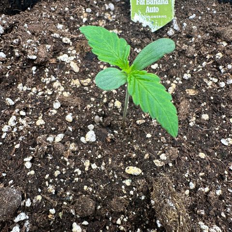 Green Gelato & FAT Banana growlog photo: FAT Banana