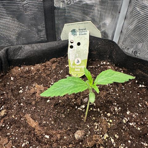 Green Gelato & FAT Banana growlog photo: FAT Banana