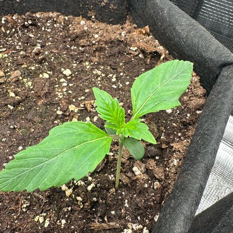 Green Gelato & FAT Banana growlog photo: Green Gelato 