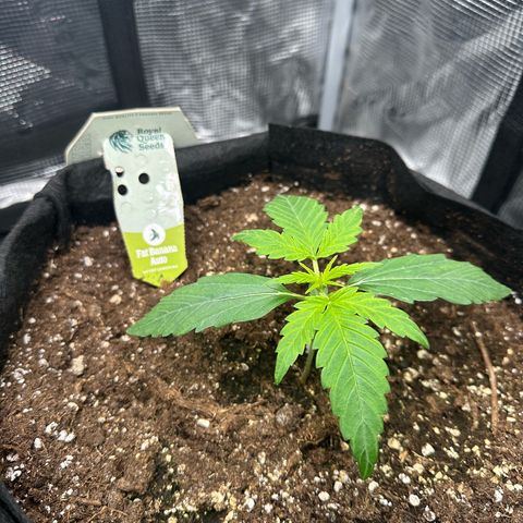 Green Gelato & FAT Banana growlog photo: FAT Banana