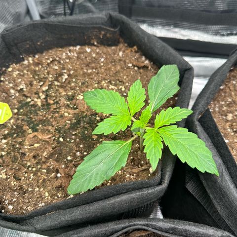 Green Gelato & FAT Banana growlog photo: Green Gelato