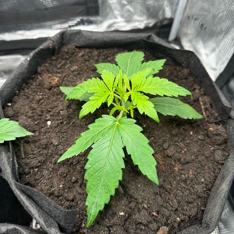 Green Gelato & FAT Banana growlog photo: FAT Banana 