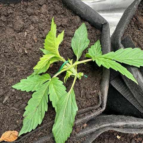 Green Gelato & FAT Banana growlog photo: Green Gelato LST Start