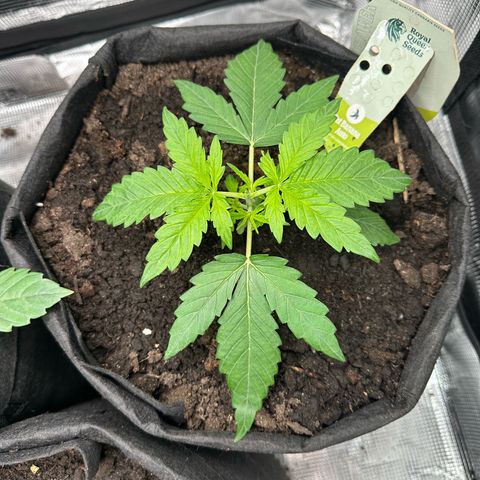 Green Gelato & FAT Banana growlog photo: FAT BANANA after topping