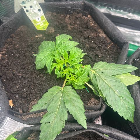 Green Gelato & FAT Banana growlog photo: Green Gelato LST
