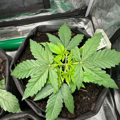 Green Gelato & FAT Banana growlog photo: FAT Banana after topping 
