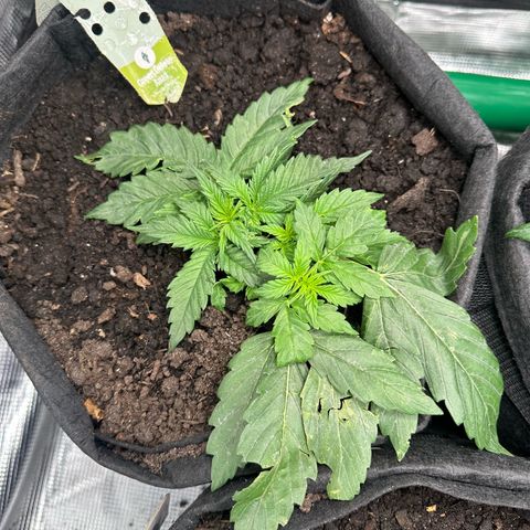 Green Gelato & FAT Banana growlog photo: Green Gelato LST