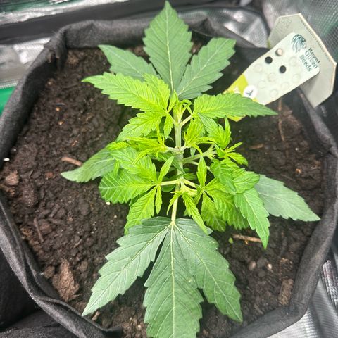 Green Gelato & FAT Banana growlog photo: FAT Banana 