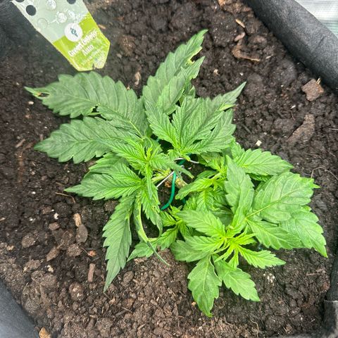 Green Gelato & FAT Banana growlog photo: Green Gelato 